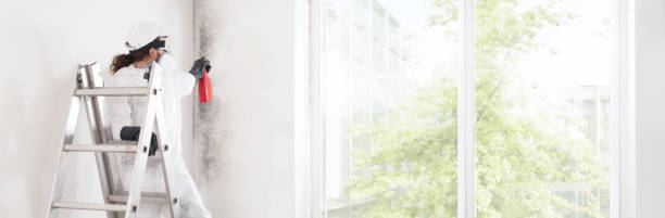 Best Environmental Consulting for Mold Prevention  in La Palma, CA